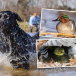 2025 Ducks Unlimited Calendar Tori Aindrea