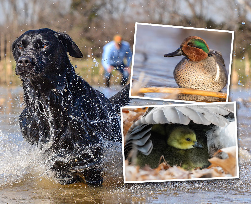 2025 Ducks Unlimited Calendar Tori Aindrea