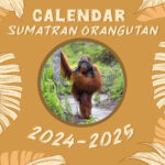 Amazon Sumatran Orangutan Calendar 2024 2025 24 Month Planner To