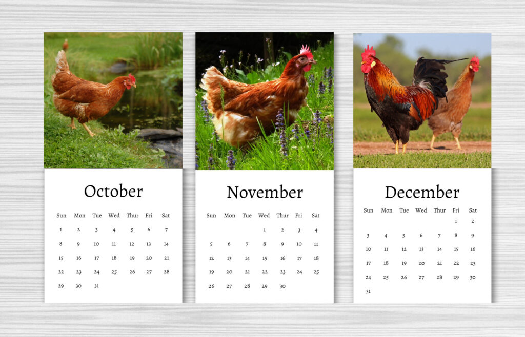 Chicken Calendar 2024 Mini Desk Calendar Chicken Calendar 2024 2025 