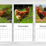 Chicken Calendar 2024 Mini Desk Calendar Chicken Calendar 2024 2025