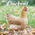 Chickens Wall Calendar 2025 Avonside Publishing 250723