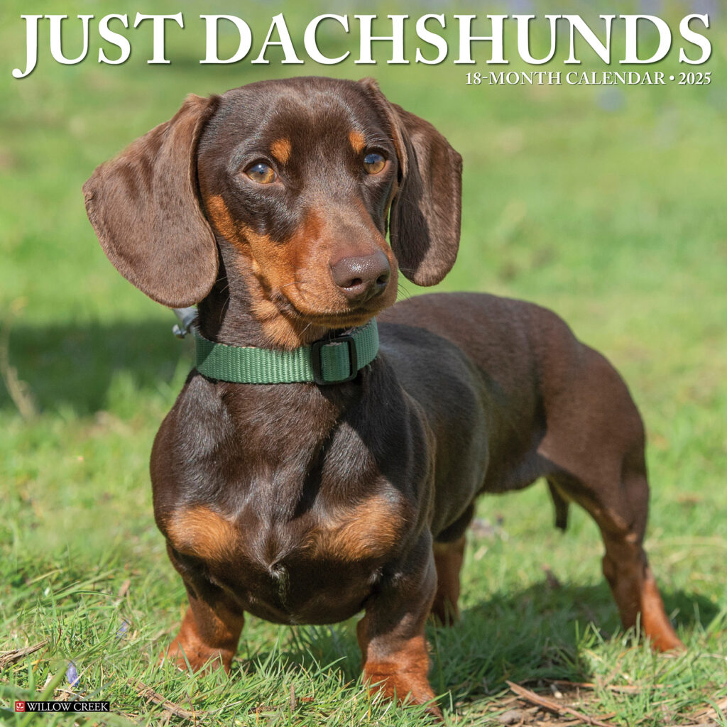 Dachshund Calendar 2025 Buy Order Online Easily And Quickly Here 