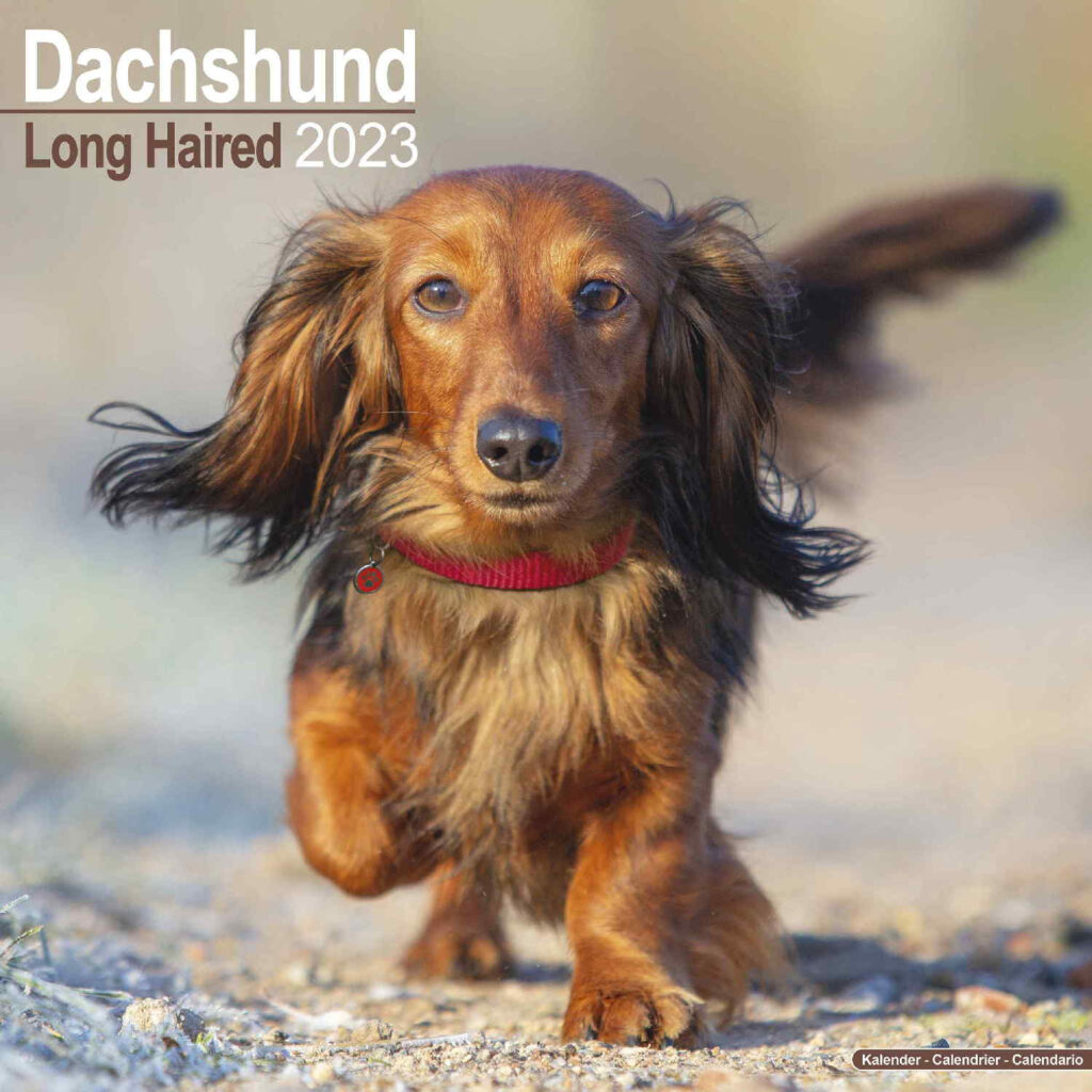 Dachshund Desk Calendar 2025 Tacoma Andy Anabelle