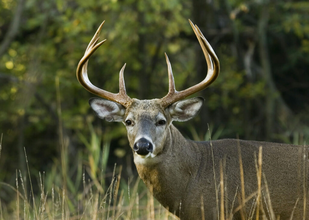 Indiana Deer Season Whitetail Deer Whitetail Deer Hunting Deer Season