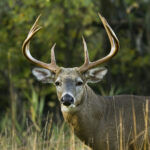 Indiana Deer Season Whitetail Deer Whitetail Deer Hunting Deer Season