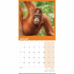 Orangutan Calendar 2025 Carousel Calendars 250554