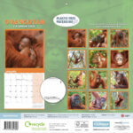 Orangutan Calendar 2025 Carousel Calendars 250554