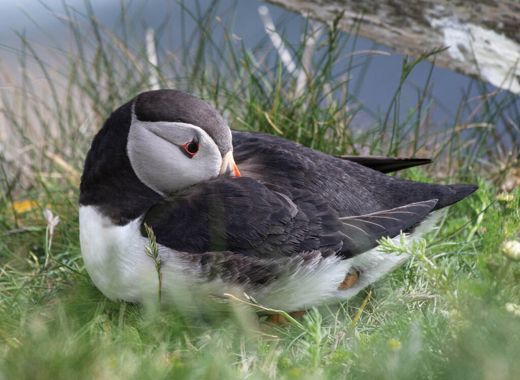 Puffin Calendar 2023 12 Page A4 Wall Calendar Spiral Bound Etsy Canada